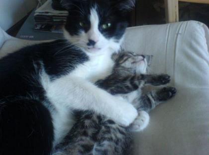 Suchen Catsitter für den Zeitraum 18. 07. 09 bis 30. 07. 09 Kölner Südstadt
