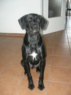 2, 5 jähriger Labrador Mix abzugeben