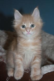 Außergewöhnlich schöne Maine Coon Babys für außergewöhnlich gute Dosenöff
