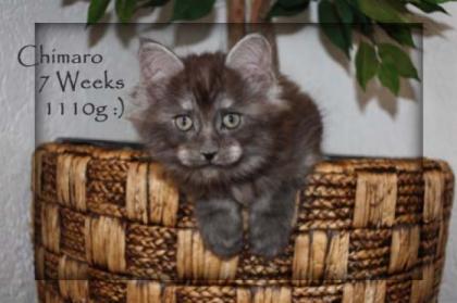 Maine Coon Kater, black Smoke sehr typvoll Ab Ende August abzugeben.