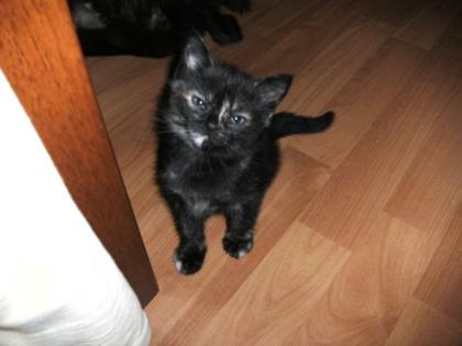 BKH- Kitten abzugeben