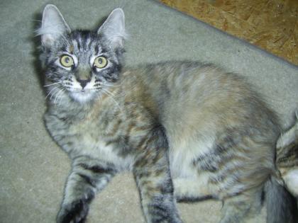 Maine Coon Kitten suchen ab sofort ein neues Zuhause