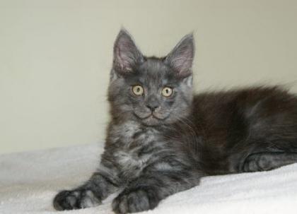 Maine Coon B abys aus B erlin