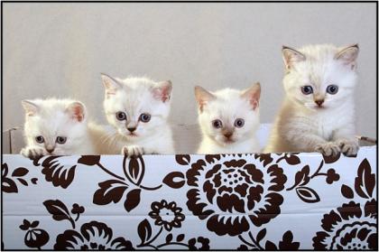 BKH Kitten Alarm.