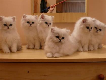 Süße Perser- Katerchen mit Näschen in silver-shaded abzugeben