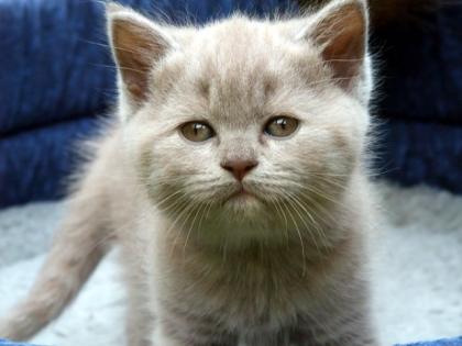 Sita, Knuddelbärenmädel in der Farbe lilac- tortie sucht ihre eigene Familie