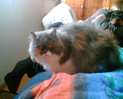 Perserkatze, 9 Jahre, kastriert, sucht neues zu Hause
