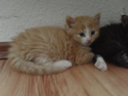 MAIN COON - MIX KATER