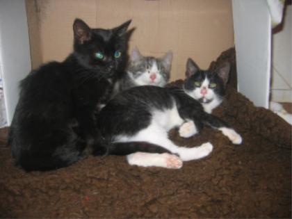 Katzenkinder suchen Schuseopfer