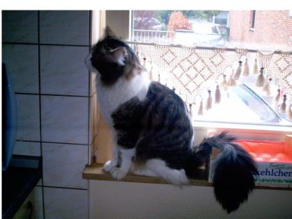 Angora Deckkater Sucht Mädels