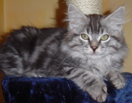 Sibirientaigas-Sibirische Katzen