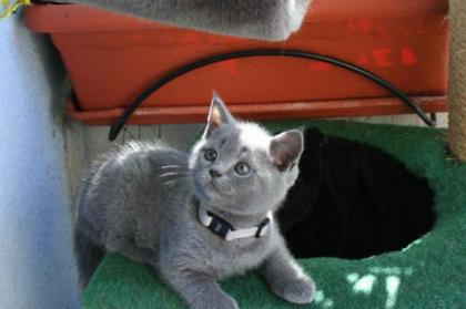BKH / Kartäuser Selkirk Rex aus der Klosterstadt