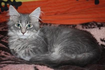 Bezaubernde Maine Coon Nayeli