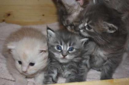 Wunderschöne Maine Coon Kitten