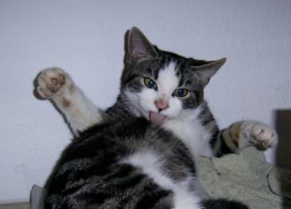 Kleiner Kater sucht zuhause