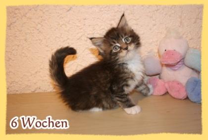 Reinrassige Maine Coon Kobalde abzugeben