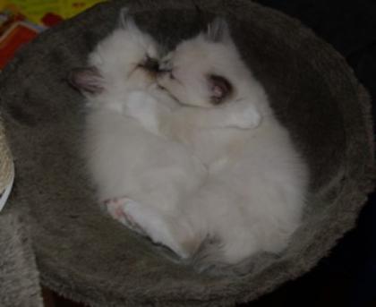 Heilige Birma Kitten suchen den Himmel auf Erden