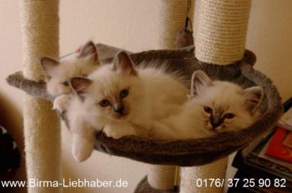 Die Traumkitten mit den blauen Augen