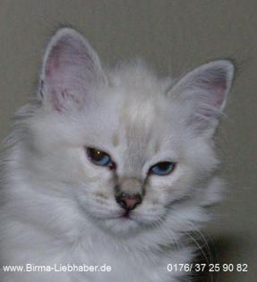 Hurra es ist ein Junge Birma Blue-Tabby-Point Stammbaum