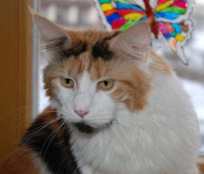 Wunderschöne Maine Coon Glückskatze ist auf der Suche.