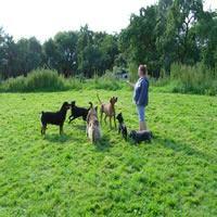 Hundetagesstätte Hundepension Lübeck