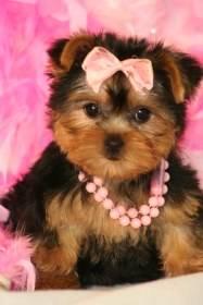 WEIHNACHTEN-TEETASSE YORKIE JUNGE HUNDE ZUM VERKAUF 250 Euro