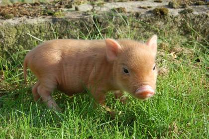 Minipigs v. Süderland die seriöse Zucht