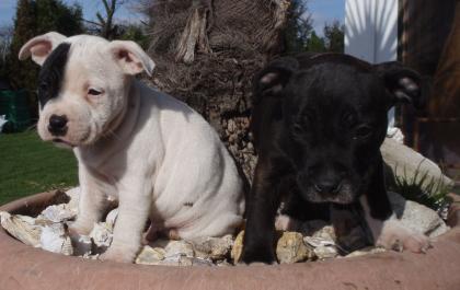 Staffordshire-Bullterrier Welpen
