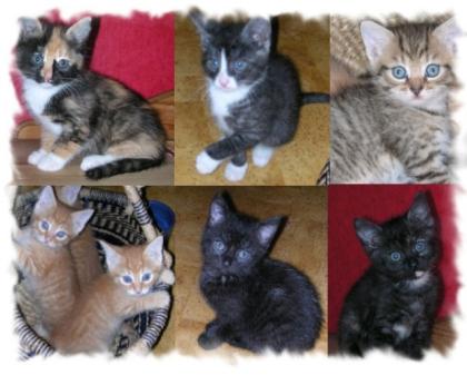 Süße Katzenbabys