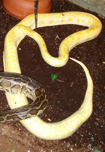 Tigerpython albino