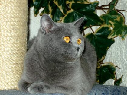 Kartäuserkatze