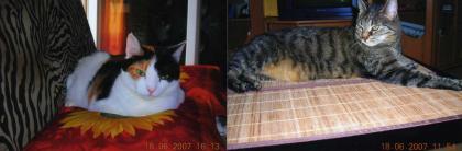 2 Katzen in liebevolle Hände abzugeben-EILT
