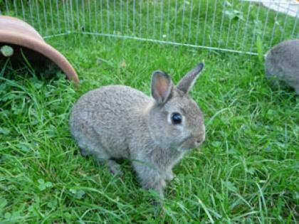 3 Zwergkaninchen, Farbenzwerge abzugeben