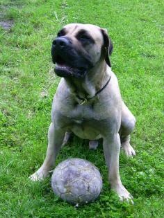Dogo Canario spanische Dogge 18 Monate