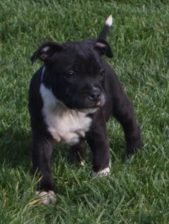 Staffordshire-Bullterrier Welpen