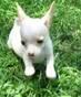 Netter und schöne chihuahua welpen zu verkaufen
