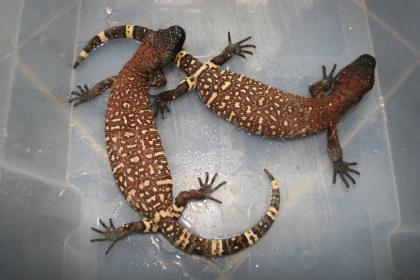 Heloderma horridum exaspertatum 1. 1