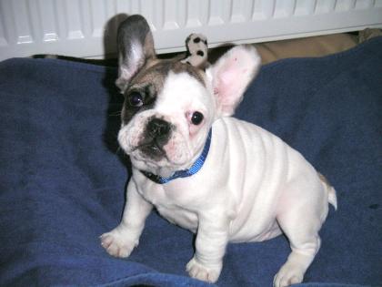 Französische Bulldogge, Rüde, 9 Wochen