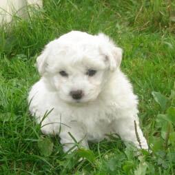 Bichon frise Welpen - der nicht haarende Hund