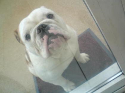ENGLISH BULLDOG