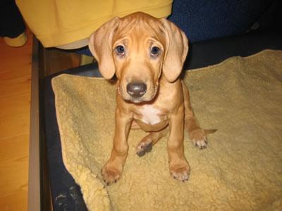 Der 4 monatige ridgeback tyson sucht ein neues zuhause