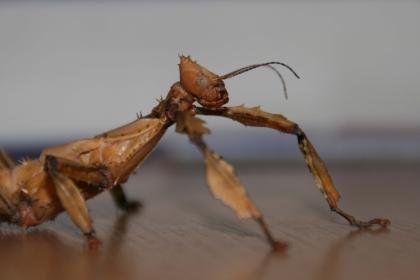 Extatosoma tiaratum australische Gespenstschrecken abzugeben