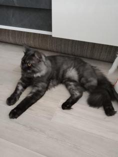 Deckkater MaiCoon Perser Mischling
