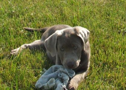 Labradorwelpen mit 6 Kindern aufgewachsen abzugeben