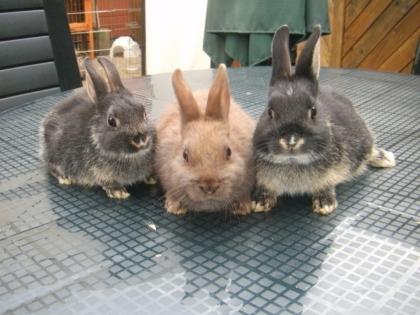 Zwergkaninchen