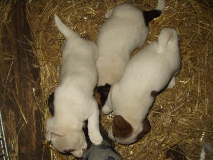 3 süße Jack Russel- Welpen abzugeben