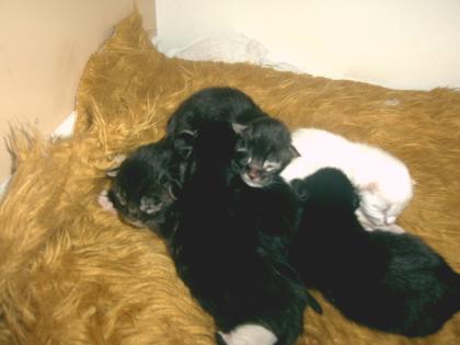 4 süße Maine Coon Kitten suchen ab Anfang Februar 2021 ein neues Zuhause