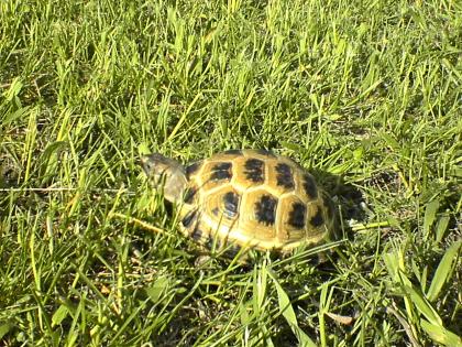 Einsame Landschildkröte sucht Freund