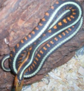 Verk Thamnophis sirtalis concinnus Rotgefleckte Strumpfbandnat