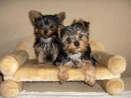 Yorkie s